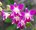 10 loại hoa lan được yêu thích nhất việt nam